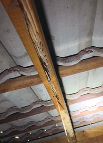 TERMITE CONTROL