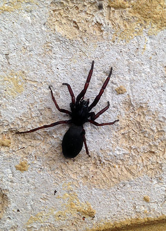 SPIDER CONTROL