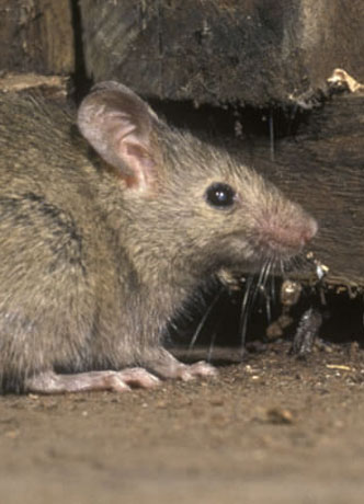 RODENT CONTROL
