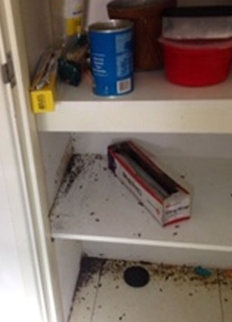 GENERAL PEST CONTROL