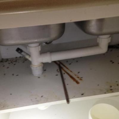 Always Pest Control 24