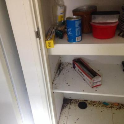 Always Pest Control 25