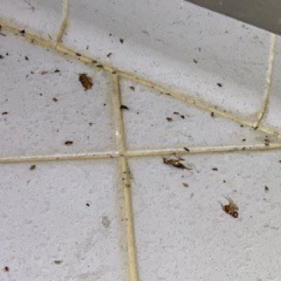 Always Pest Control Restaurant Kitchen After Pest Service 4