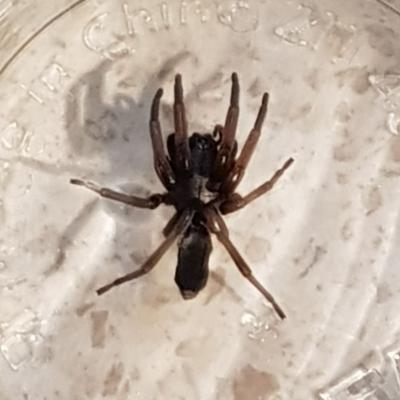 Always Pest Control Spiders