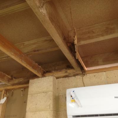 Always Pest Control Termite Damage And Trails In Ware House 4
