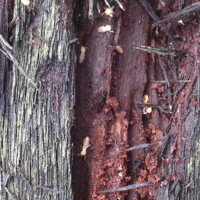 Always Pest Control Termites Active In Logs Left Lying In Ground Contact 2